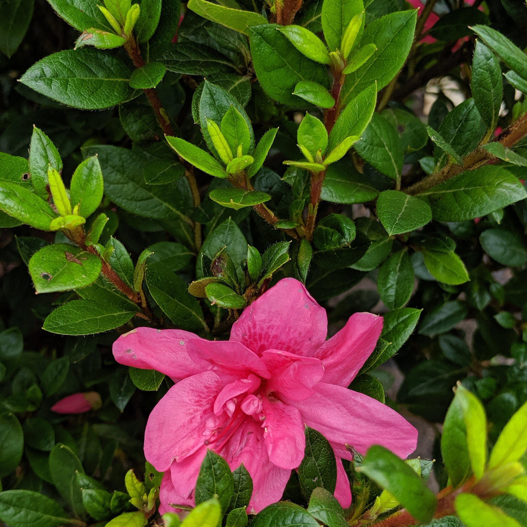 Rhododendron ‘Conles’ PP12109 ~ Azalea Encore® ‘Autumn Empress’ - Delivered By ServeScape