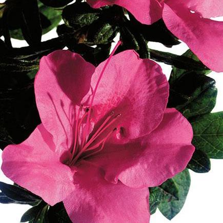 Rhododendron ‘Conlet’ ~ Azalea Encore® ‘Autumn Carnival’ - Delivered By ServeScape