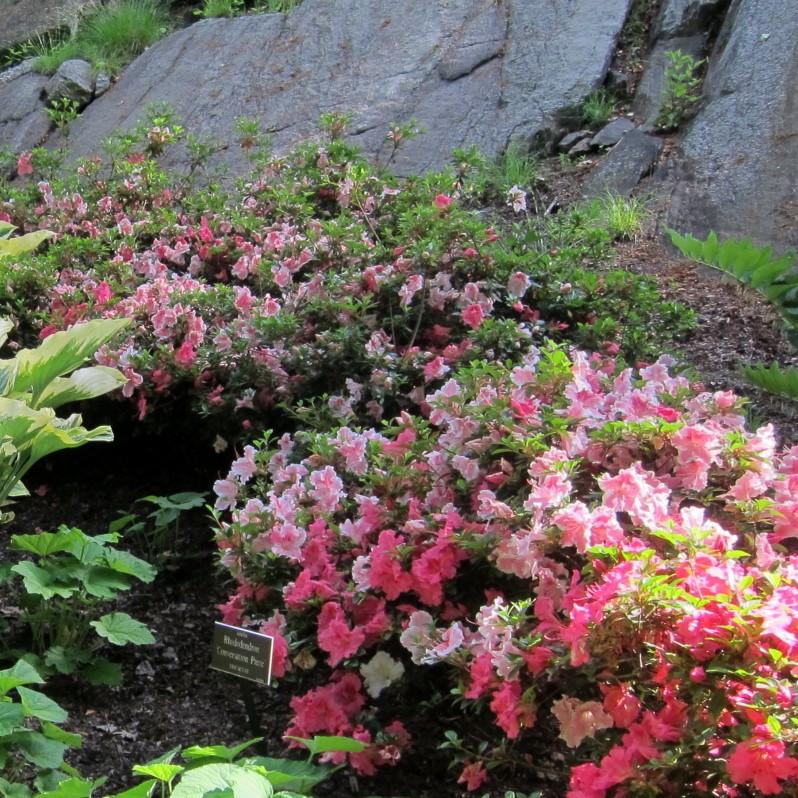 Rhododendron 'Conversation Piece’ ~ 'Conversation Piece' Azalea - Delivered By ServeScape