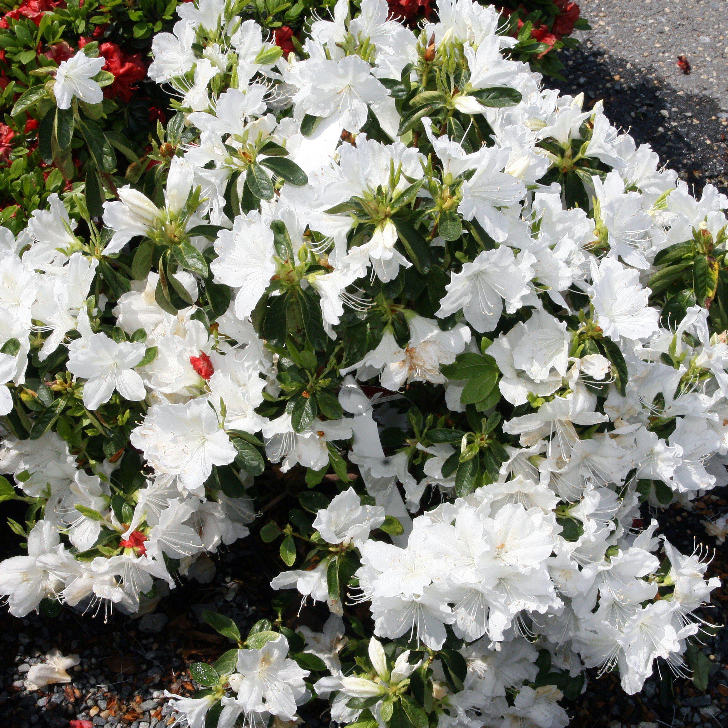 Delaware valley deals white azalea