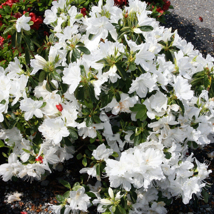 Rhododendron 'Delaware Valley White' ~ Delaware Valley White Azalea - Delivered By ServeScape