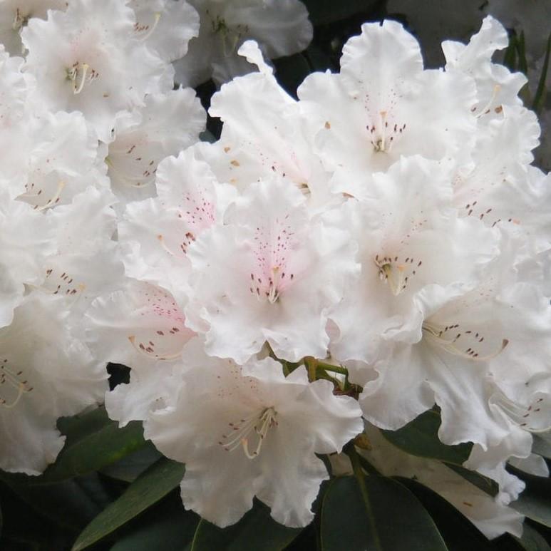 Rhododendron 'Elizabeth Ard' ~Southgate® Grace™ Rhododendron - Delivered By ServeScape
