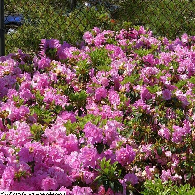 Rhododendron 'Elsie Lee' ~ Elsie Lee Azalea - Delivered By ServeScape