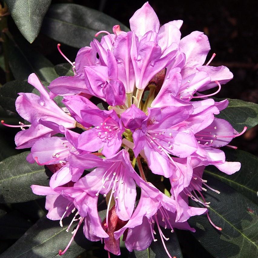 Rhododendron 'English Roseum' ~ English Roseum Azalea-ServeScape