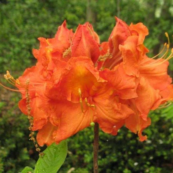 Rhododendron 'Gibraltar' ~ Gibraltar Azalea - Delivered By ServeScape
