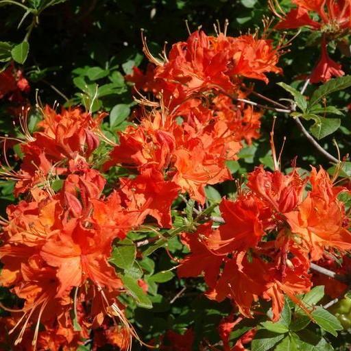 Rhododendron 'Great Balls of Fire' ~ Great Balls of Fire Azalea-ServeScape