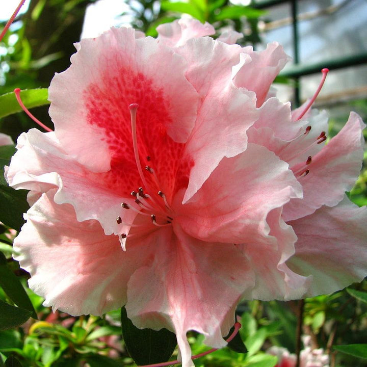 Rhododendron 'Hilda Niblett ~ 'Hilda Niblett' Azalea-ServeScape