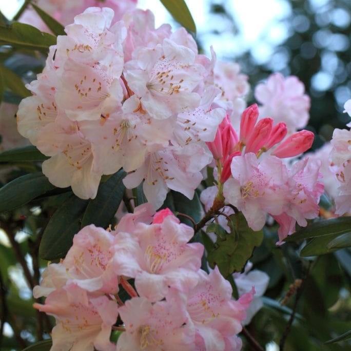 Rhododendron 'Janet Blair' ~ Southgate® Breeze™ Rhododendron - Delivered By ServeScape