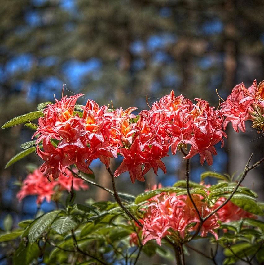Rhododendron 'Jeb Stuart' ~ Jeb Stuart Rhododendron-ServeScape