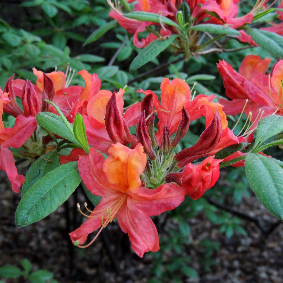 Rhododendron 'Jeb Stuart' ~ Jeb Stuart Rhododendron-ServeScape