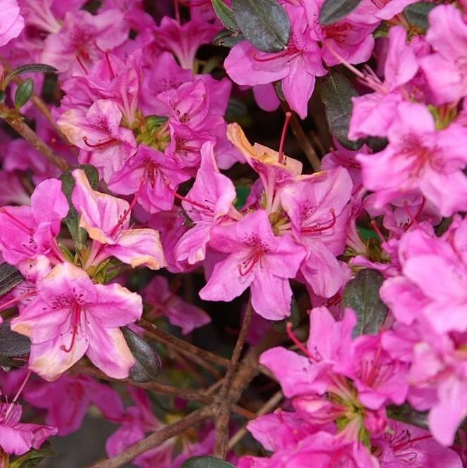 Rhododendron 'Karen' ~ Karen Azalea-ServeScape