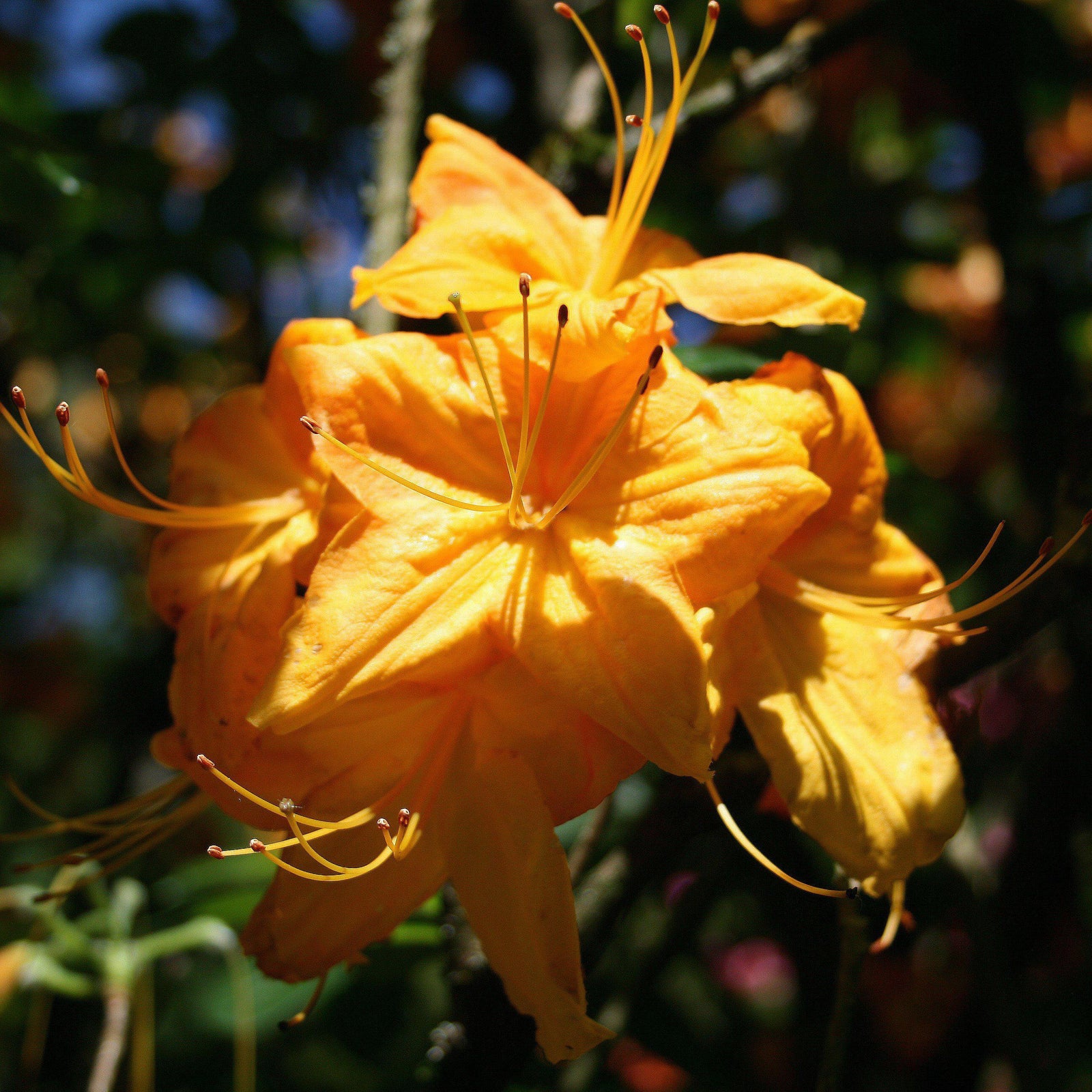 Rhododendron 'Klondyke' ~ Klondyke Azalea-ServeScape