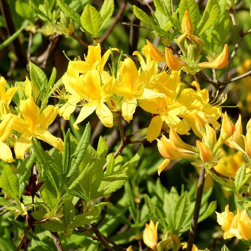 Rhododendron 'Lemon Lights' ~ Lemon Lights Azalea-ServeScape