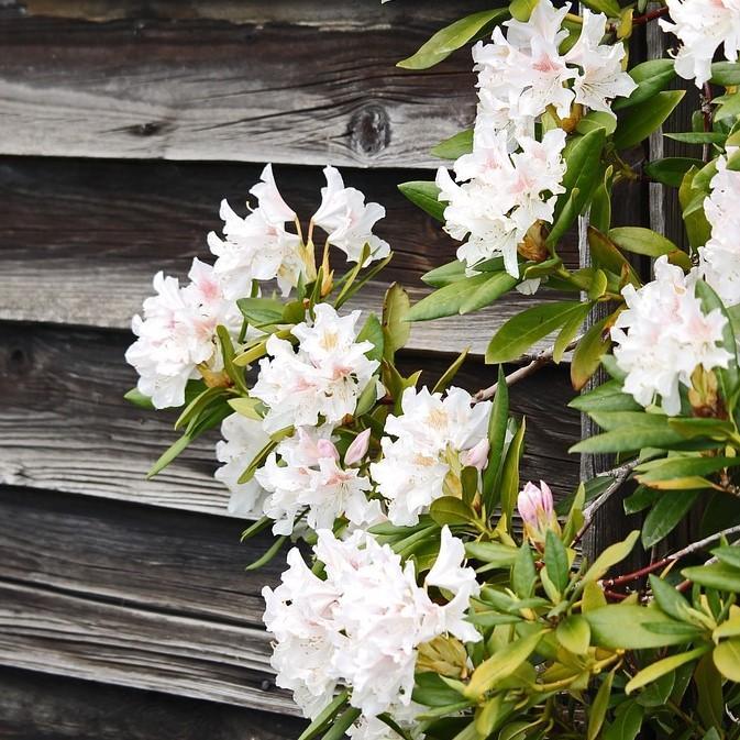 Rhododendron 'Lisenne Rockefeller' ~ Southgate® Divine™ Rhododendron-ServeScape