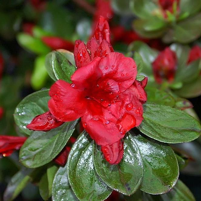Rhododendron 'Midnight Flare' ~ 'Midnight Flare' Azalea-ServeScape