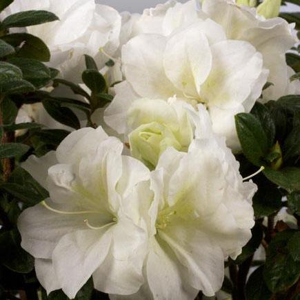 Rhododendron ‘Mootum’ PP18416 ~ Azalea Encore® ‘Autumn Moonlight' - Delivered By ServeScape