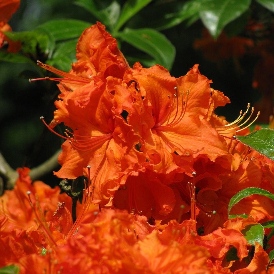 Rhododendron 'Nathan Bedford Forrest' ~ Nathan Bedford Forrest Rhododendron-ServeScape
