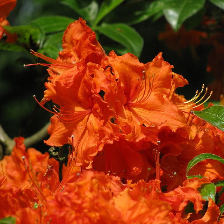 Rhododendron 'Nathan Bedford Forrest' ~ Nathan Bedford Forrest Rhododendron-ServeScape