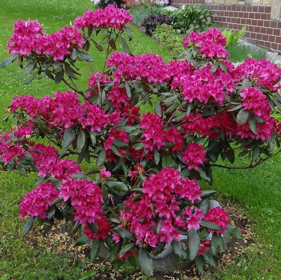 Rhododendron 'Nova Zembla' ~ Nova Zembla Azalea-ServeScape