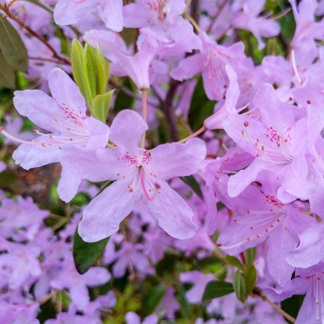 Rhododendron 'Orchid Lights' ~ Orchid Lights Azalea-ServeScape