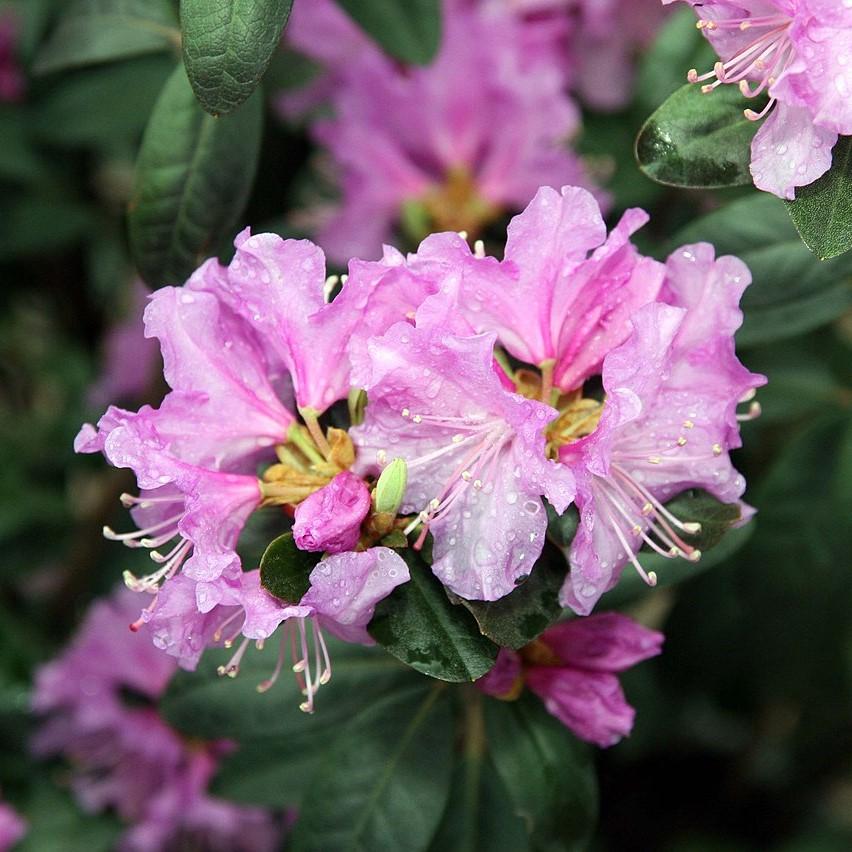 Rhododendron 'P.J.M' ~ P.J.M Azalea-ServeScape