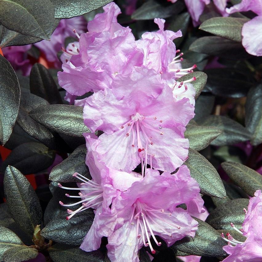 Rhododendron 'P.J.M' ~ P.J.M Azalea-ServeScape