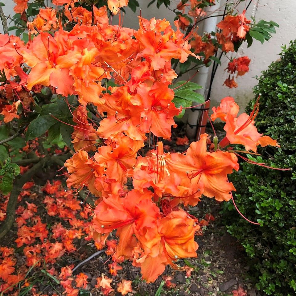 Rhododendron 'Pat Ryan' ~ Pat Ryan Aromi Azalea-ServeScape