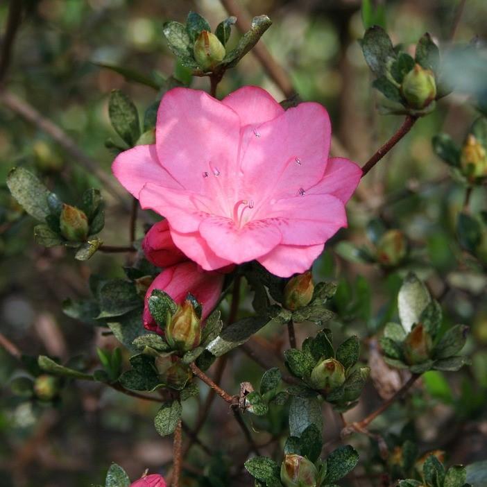 Rhododendron 'Pink Macrantha' ~ 'Macrantha Pink' Azalea-ServeScape