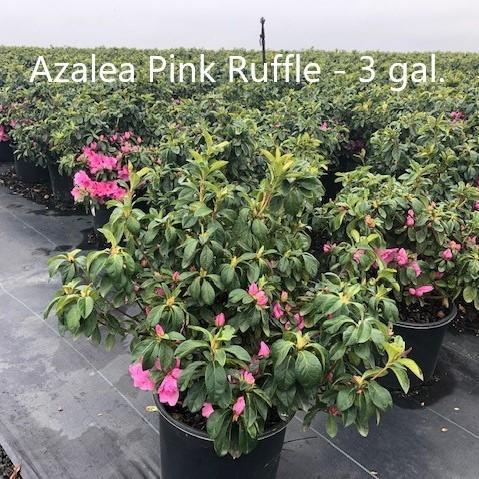 Rhododendron ‘Pink Ruffle’ ~  ‘Pink Ruffle’ Azalea - Delivered By ServeScape