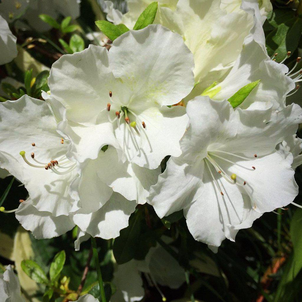 Rhododendron 'Pleasant White' ~ 'Pleasant White' Azalea - Delivered By ServeScape
