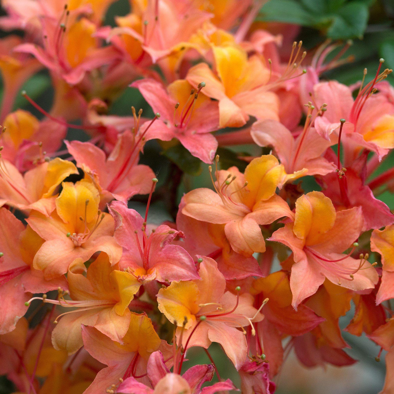 Rhododendron ‘QbackA’ PP27082 ~ Azalea Sunbow® Solar Glow-ServeScape
