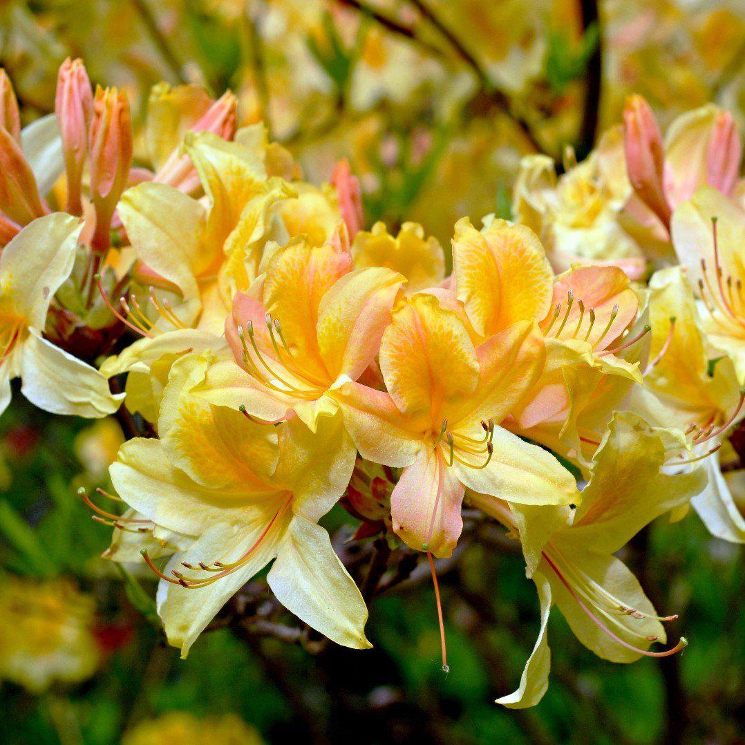 Rhododendron ‘QbackB’ PP27083 ~ Azalea Sunbow® Solar Flare - Delivered By ServeScape