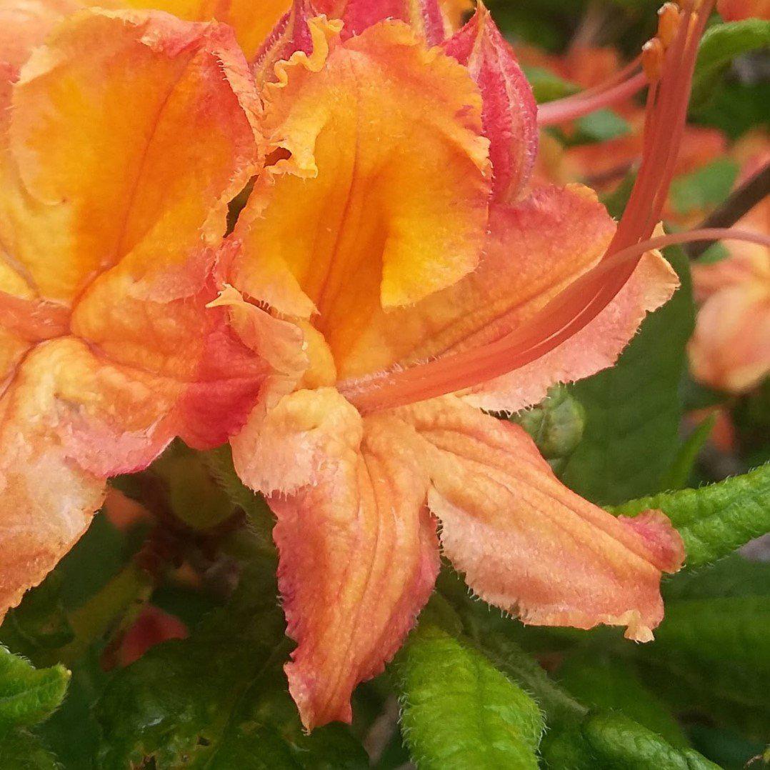 Rhododendron ‘QbackC’ ~ Azalea Sunbow® Solar Ray - Delivered By ServeScape