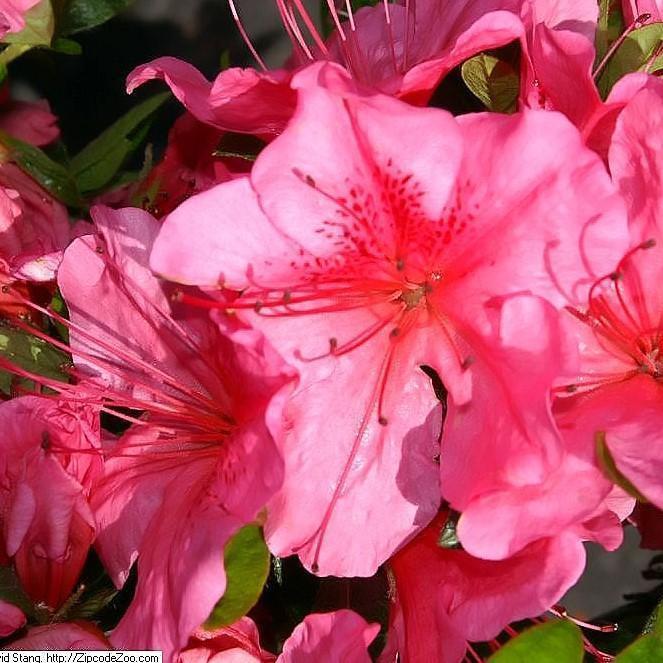 Rhododendron 'Renee Michelle' ~ 'Renee Michelle' Azalea - Delivered By ServeScape