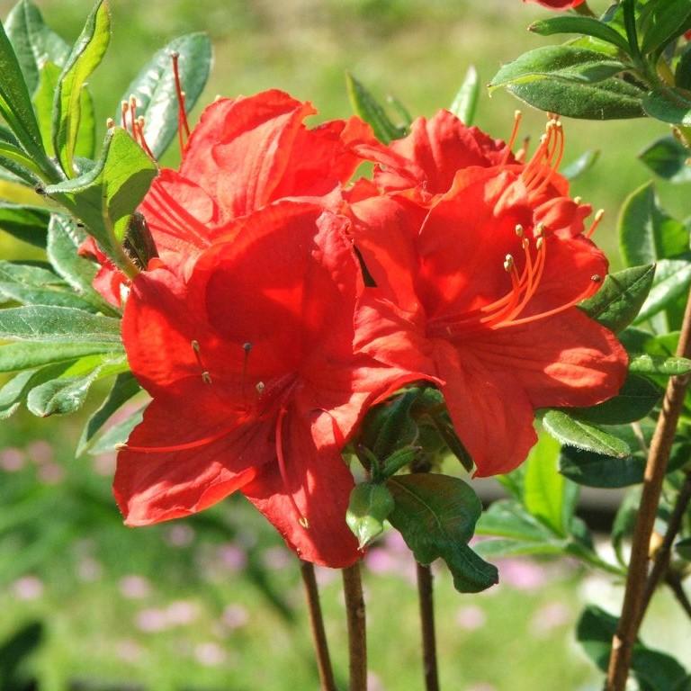 Robert E. Lee Native Azalea - Rhododendron 'Robert E. Lee' – ServeScape