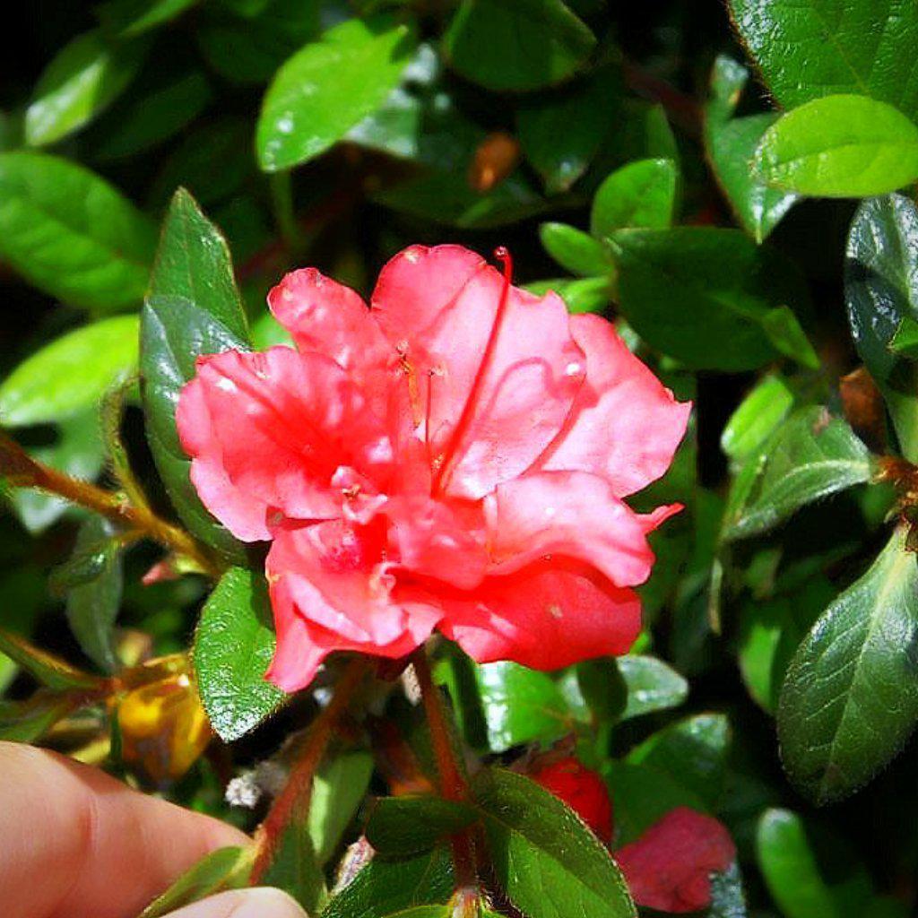 Rhododendron ‘Roblea’ PP12142 ~ Azalea Encore® ‘Autumn Princess’ - Delivered By ServeScape