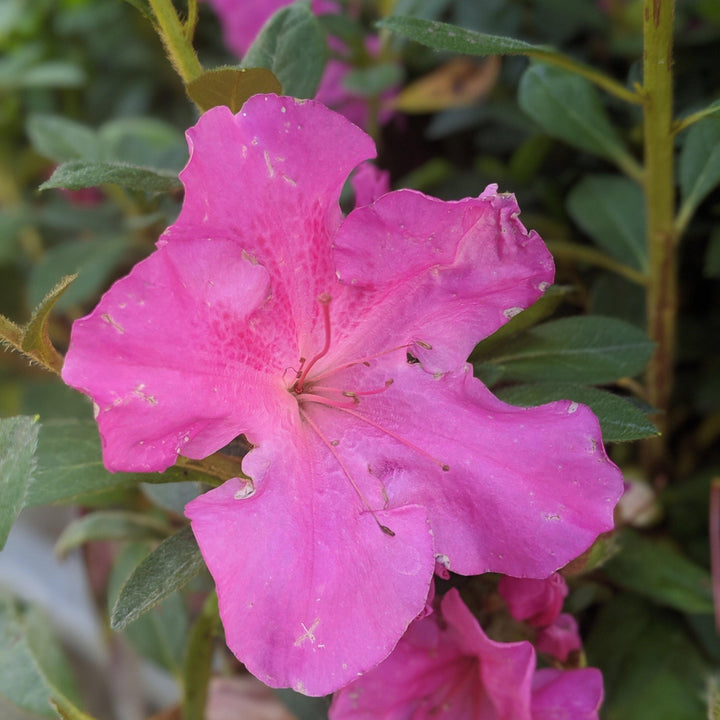 Rhododendron ‘Roblec’ PP#15339 ~ Encore® ‘Autumn Carnation’ Azalea - Delivered By ServeScape