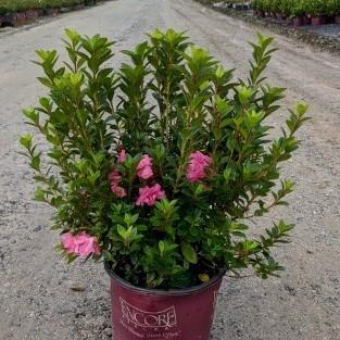 Rhododendron ‘Roblec’ PP#15339 ~ Encore® ‘Autumn Carnation’ Azalea-ServeScape