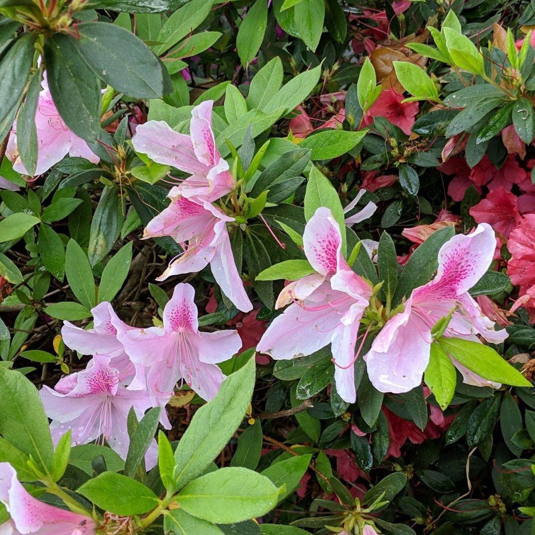 Rhododendron ‘Robled’ PP15862 ~ Encore® ‘Autumn Chiffon’ Azalea - Delivered By ServeScape