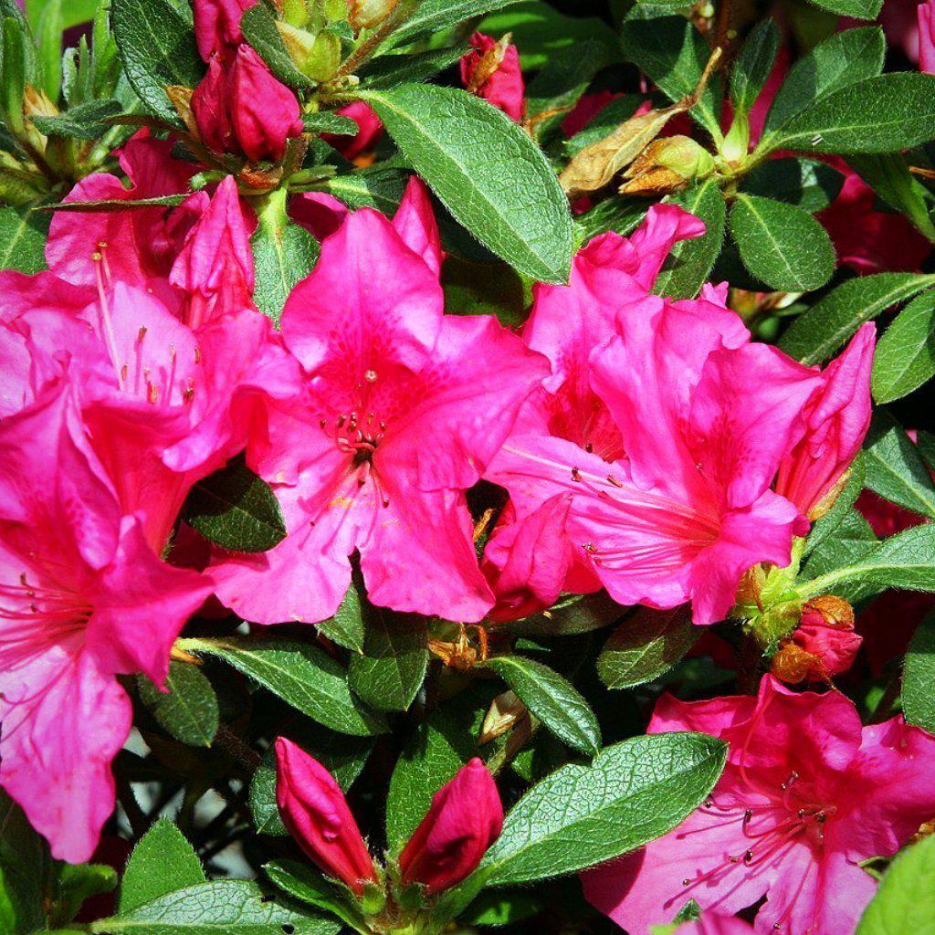 Rhododendron ‘Roblee’ PP15077 ~ Azalea Encore® ‘Autumn Sangria’ - Delivered By ServeScape