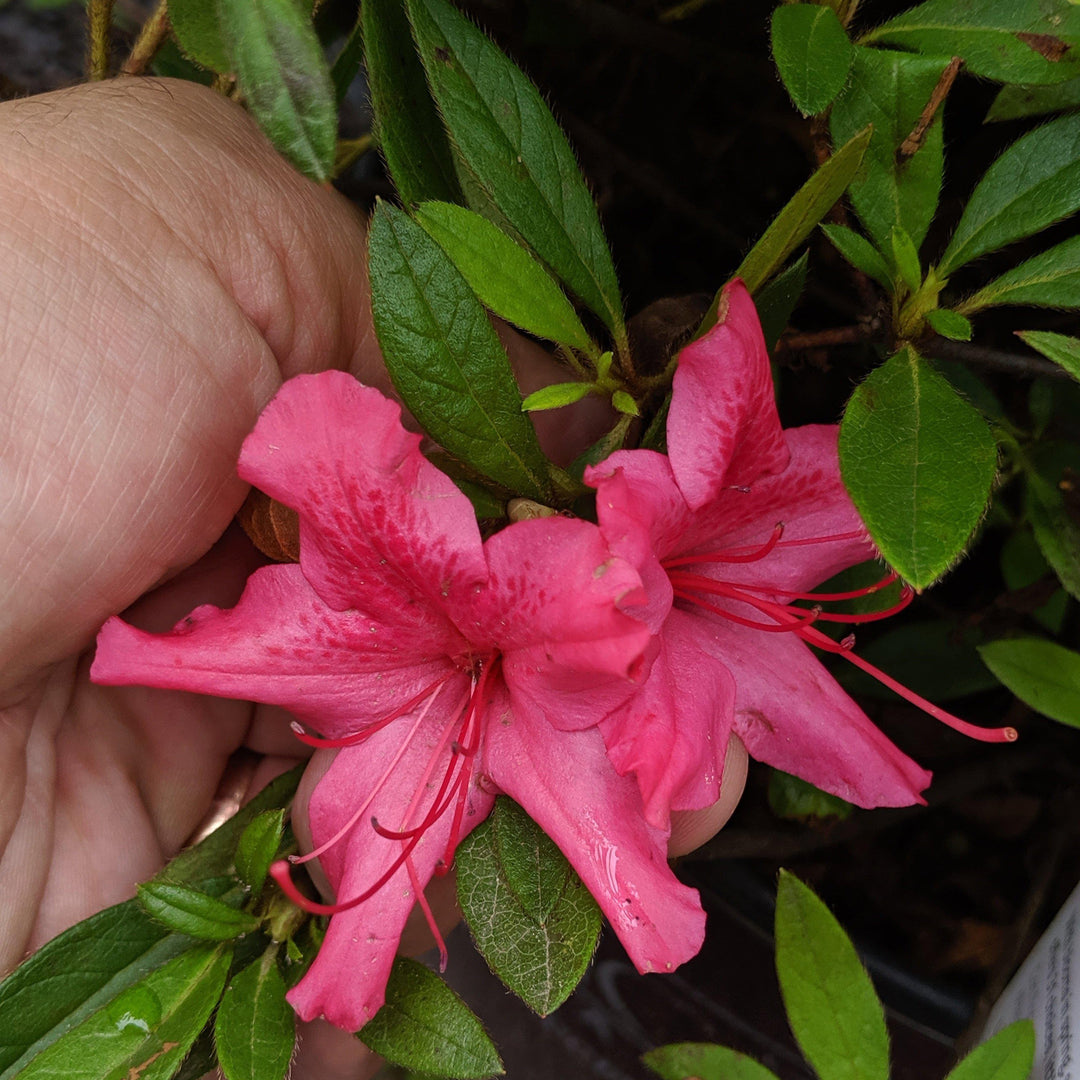 Rhododendron ‘Roblef’ PP16184 ~ Azalea Encore® ‘Autumn Sundance’ - Delivered By ServeScape