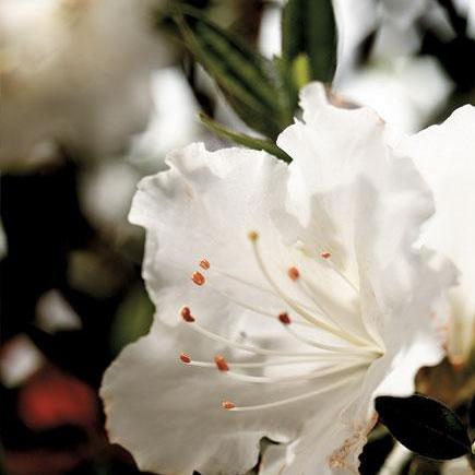 Rhododendron 'Robleg’ PP15227 ~ Azalea Encore® ‘Autumn Angel’ - Delivered By ServeScape