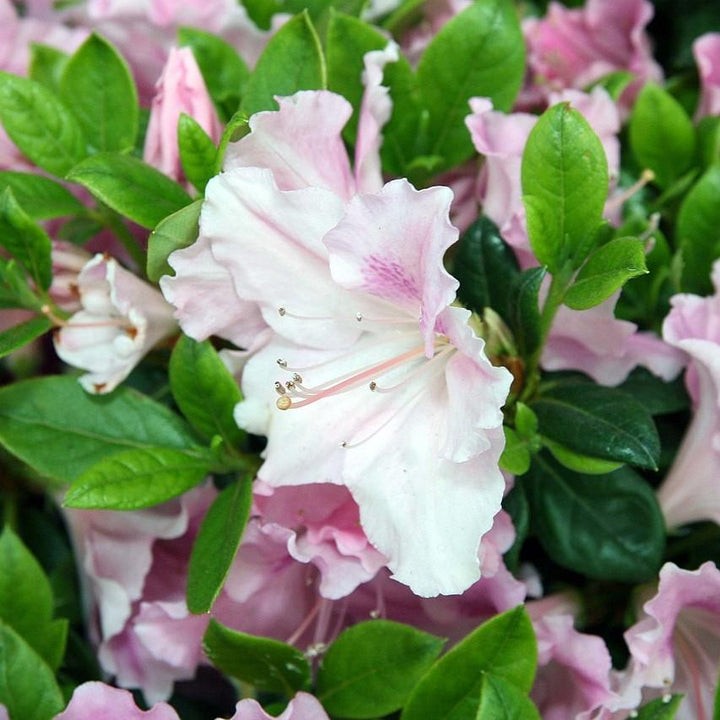 Rhododendron ‘Robleja’ PP16249 ~ Encore® ‘Autumn Sweetheart’ Azalea-ServeScape