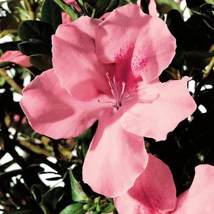 Rhododendron ‘Roblel’ PP16278 ~ Azalea Encore® ‘Autumn Debutante’ - Delivered By ServeScape