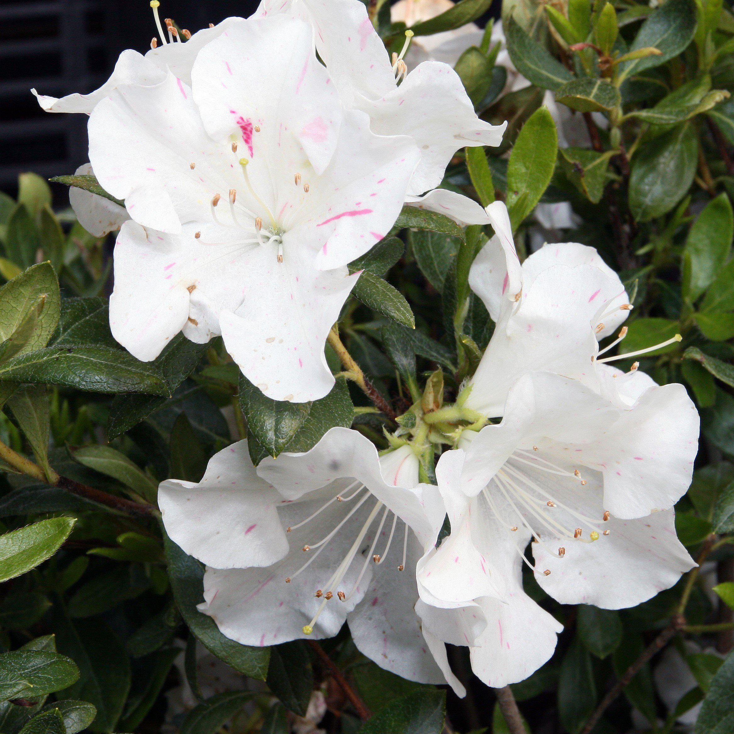 Encore® Autumn Starlite™ Azalea - Rhododendron ‘Roblem’ – ServeScape