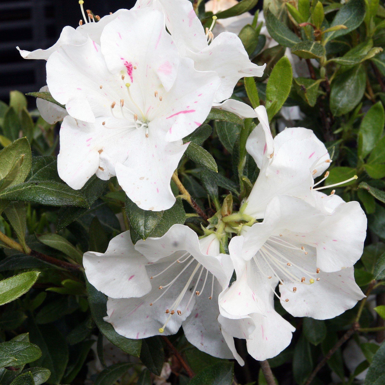 Rhododendron ‘Roblem’ PP15043 ~ Encore® 'Autumn Starlite' Azalea - Delivered By ServeScape