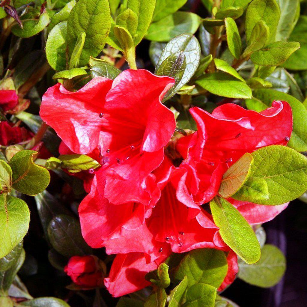Rhododendron ‘Roblen’ PP16248 ~ Azalea Encore® ‘Autumn Sunset’ - Delivered By ServeScape