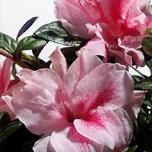 Rhododendron ‘Robleo’ PP19899 ~ Encore® Autumn Belle™ Azalea - Delivered By ServeScape