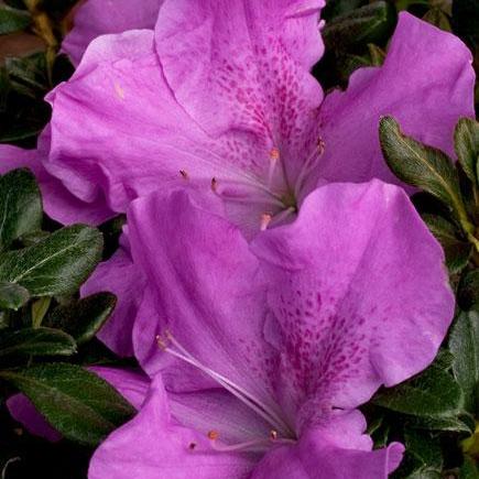 Rhododendron 'Robles' PP22762 ~ Encore® ‘Autumn Lilac’ Azalea - Delivered By ServeScape