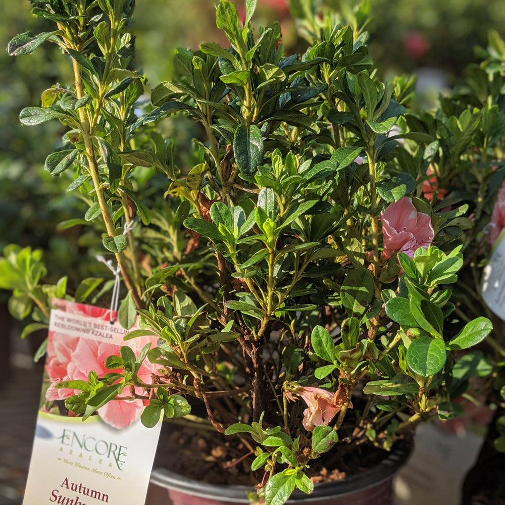 Rhododendron 'Roblet' PP25072 ~ Azalea Encore® ‘Autumn Sunburst' - Delivered By ServeScape